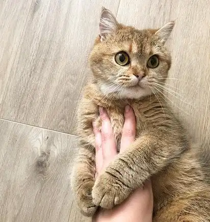 Тискаємо котика