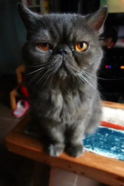 Чорний екзот