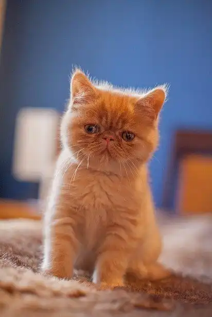 Кошеня екзотів