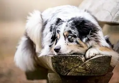 Австралійська вівчарка (ауссі)