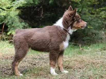 Цуценя з коротким хвостом