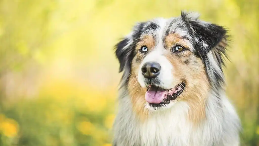 Мордочка ауссі