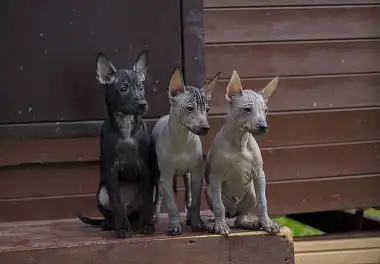 Ксолоїтцкуїнтлі