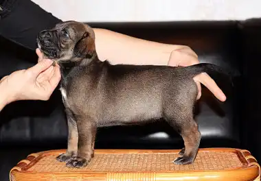 Ксолоїтцкуїнтлі