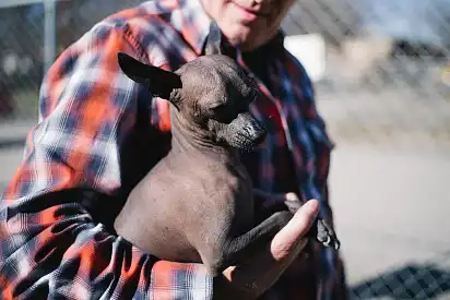 На ручках у господаря