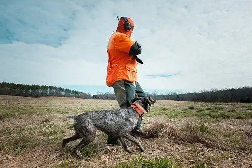 Курцхаар на полюванні