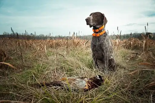 Приніс дичину