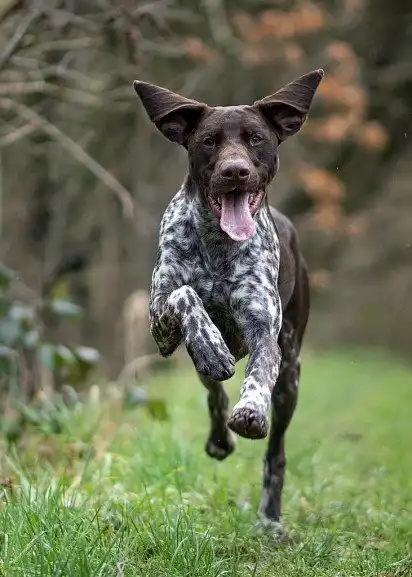 Курцхаар, що біжить