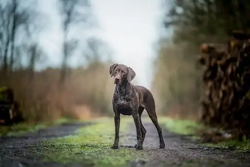 Курцхаар суцільного кавового забарвлення