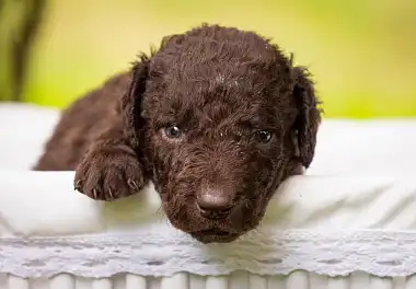 Курчавошерстий ретрівер