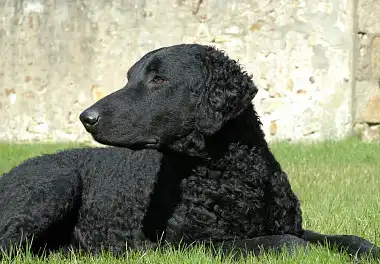 Курчавошерстий ретрівер