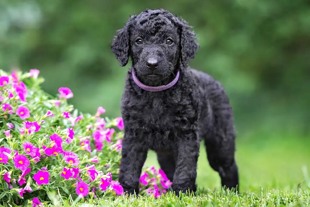 Цуценя курчавошерстного ретрівера