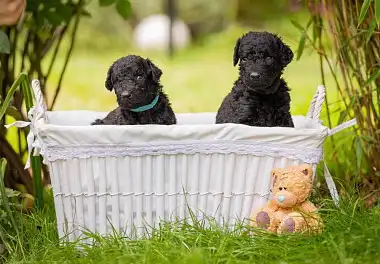 Курчавошерстий ретрівер