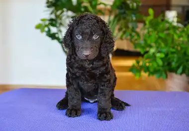 Курчавошерстий ретрівер