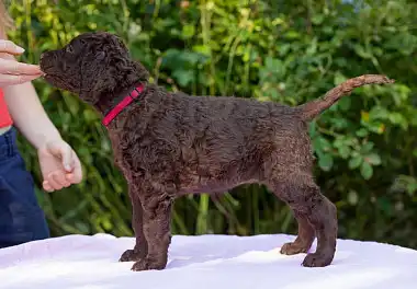 Курчавошерстий ретрівер