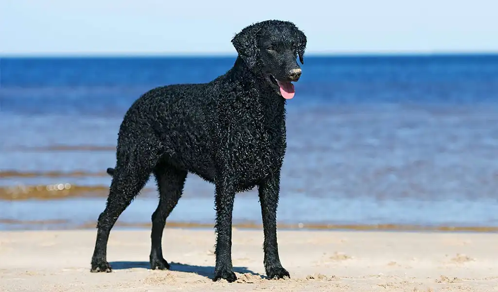 Курчавошерстий ретрівер