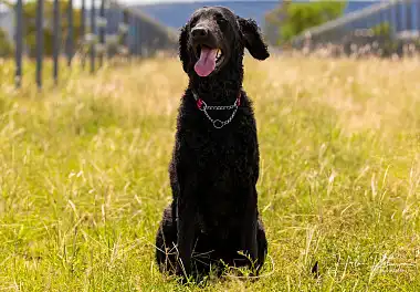 Курчавошерстий ретрівер