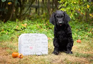 Курчавошерстий ретрівер
