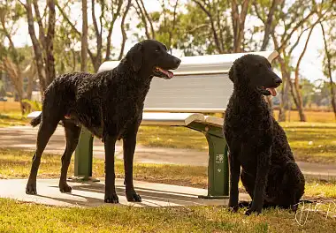 Курчавошерстий ретрівер