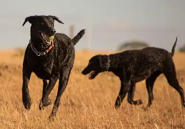 Курчавошерстий ретрівер