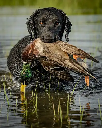 Керлі зі здобиччю