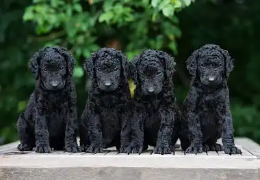 Курчавошерстий ретрівер