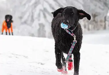 Курчавошерстий ретрівер