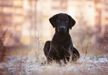 Курчавошерстий ретрівер