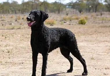 Курчавошерстий ретрівер