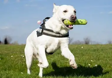 Лабрадор-ретрівер