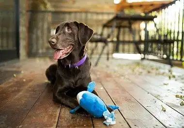 Лабрадор-ретрівер