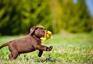 Лабрадор-ретрівер