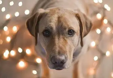 Лабрадор-ретрівер