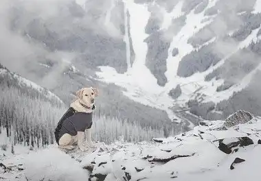 Лабрадор-ретрівер