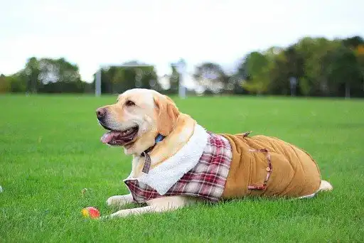 Лабрадор-ретрівер