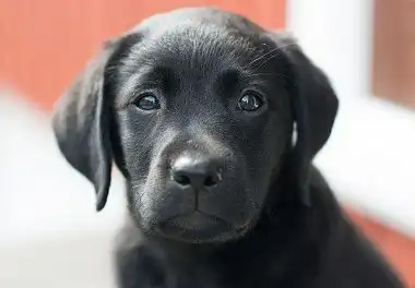 Лабрадор-ретрівер