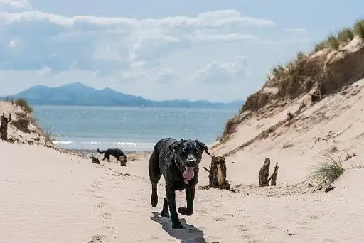 Лабрадор-ретрівер