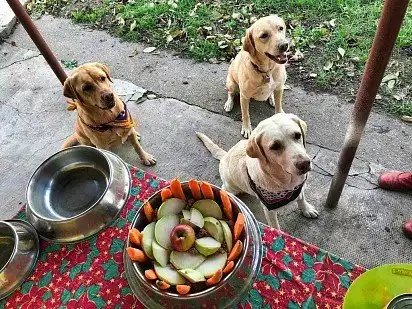 Їжа, їжа, їжа!