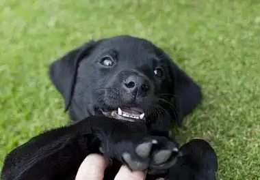 Лабрадор-ретрівер