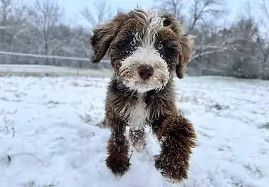 Лабрадудль