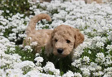 Лабрадудль