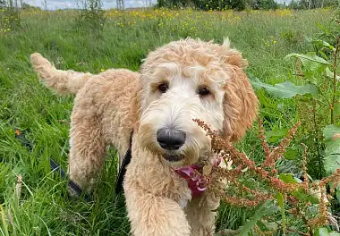 Лабрадудль