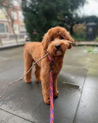 Лабрадудль на прогулянці