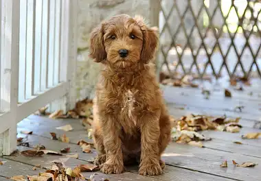 Лабрадудль