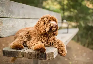 Лабрадудль