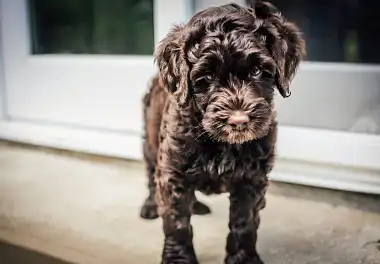 Лабрадудль