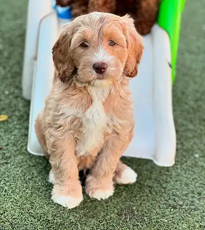 Цуценя лабраду для