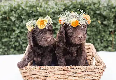 Лабрадудль