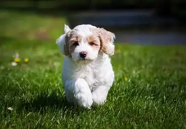 Лабрадудль