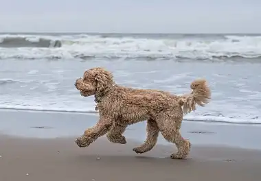 Лабрадудль